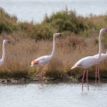 Casa Dei Giganti Tatil Evi Càbras